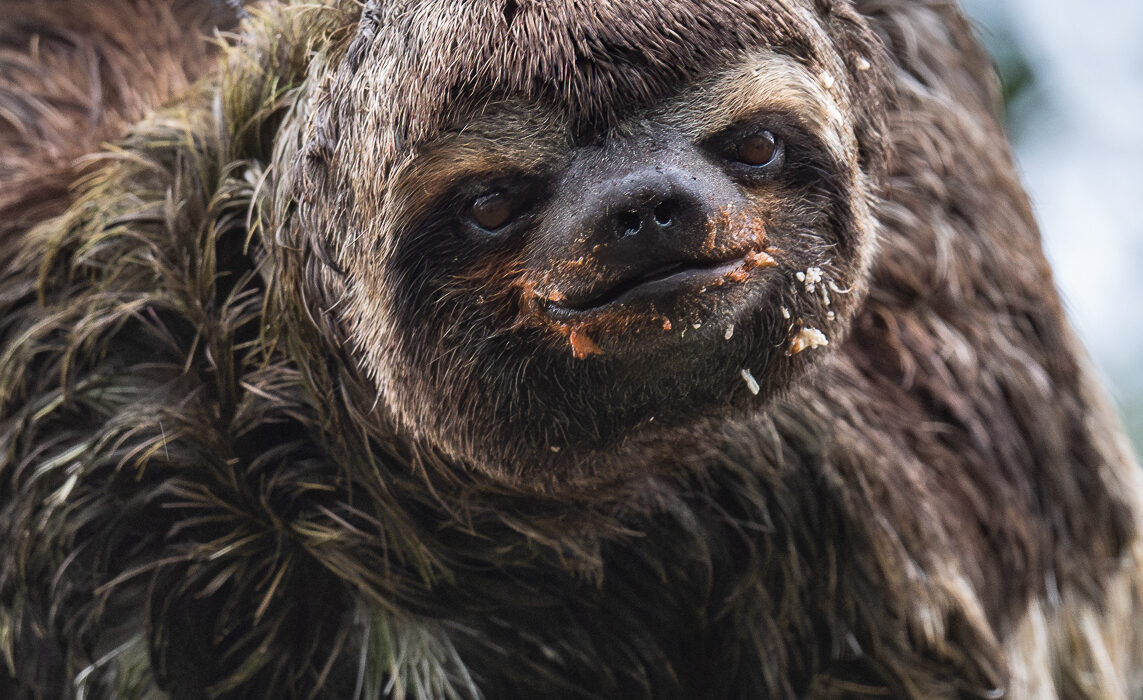 Three-Toed Sloth, Peru