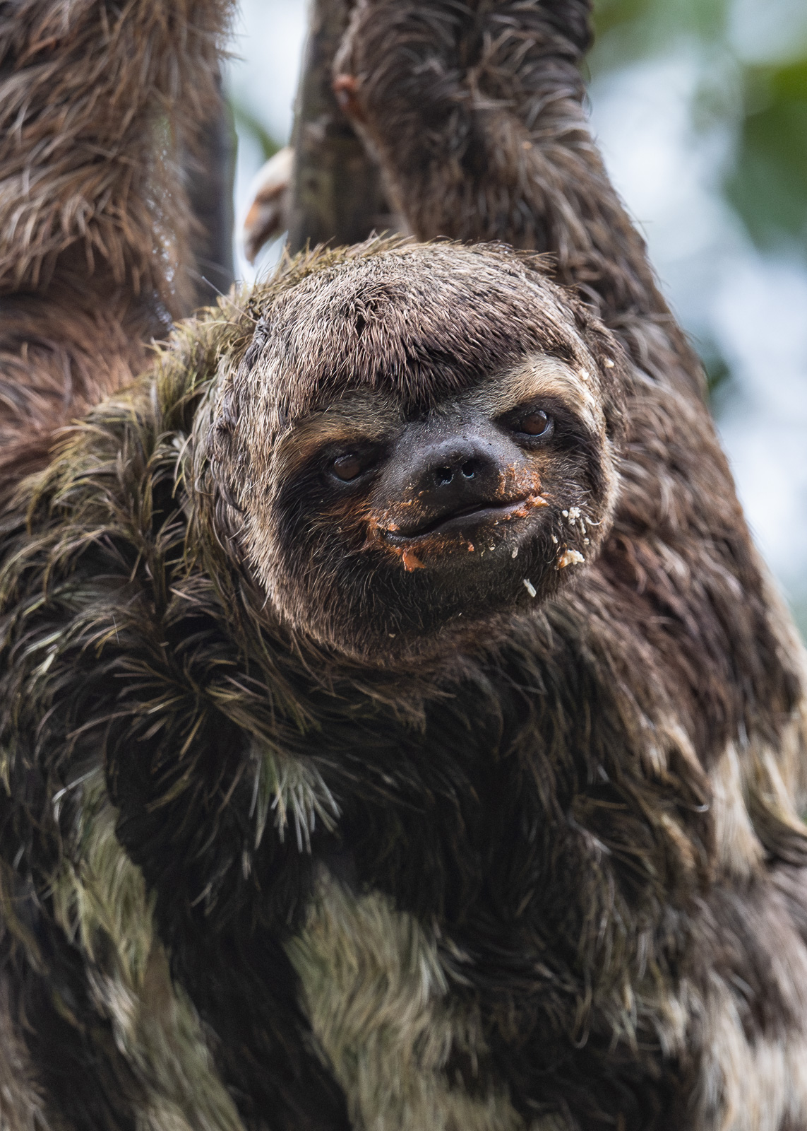Three-Toed Sloth, Peru