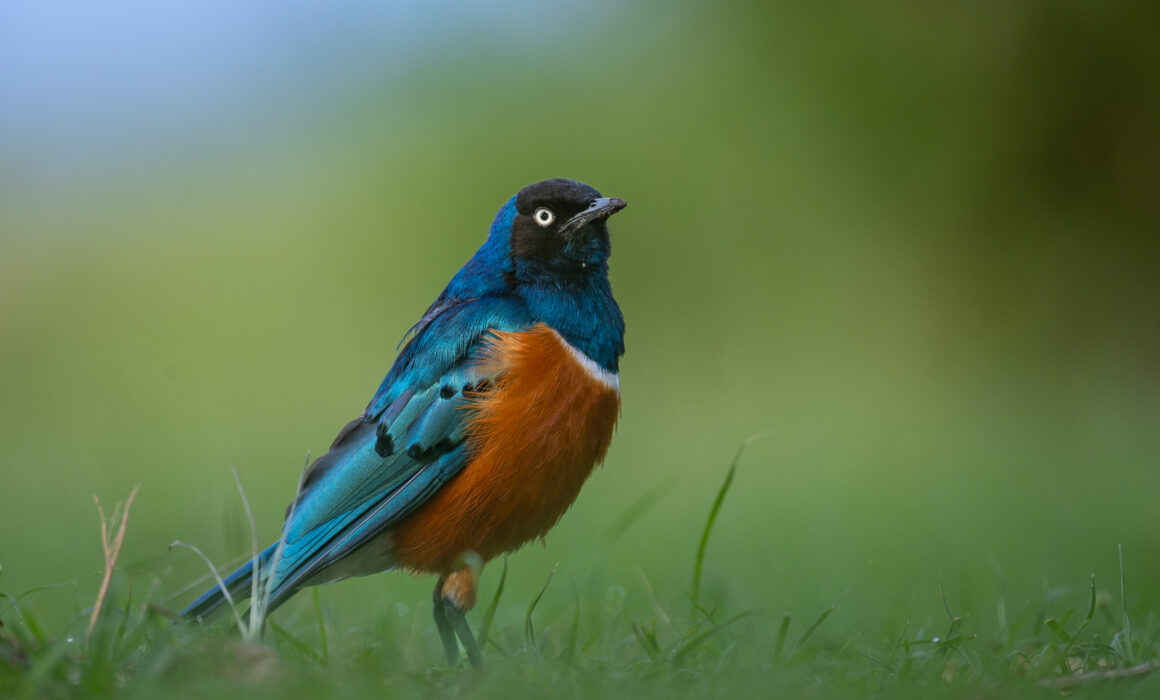 Superb Starling, Masai Mara, Kenya