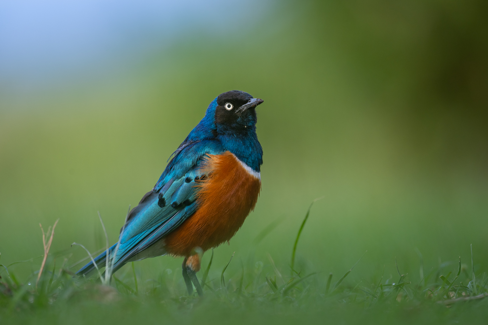 Superb Starling, Masai Mara, Kenya