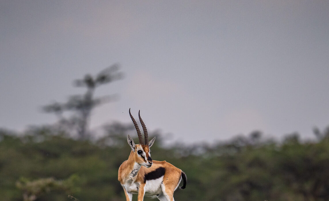 Thomson's Gazelle, Masai Mara, Kenya