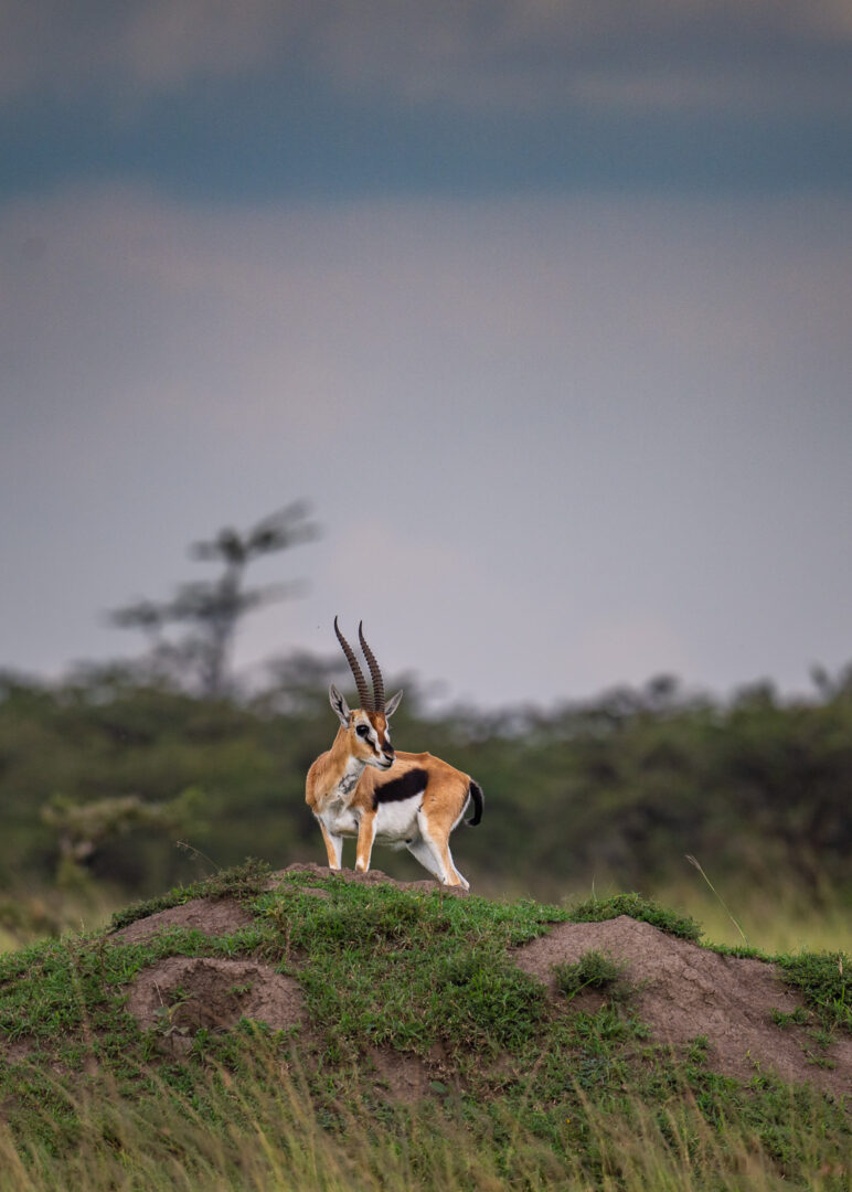Thomson's Gazelle, Masai Mara, Kenya