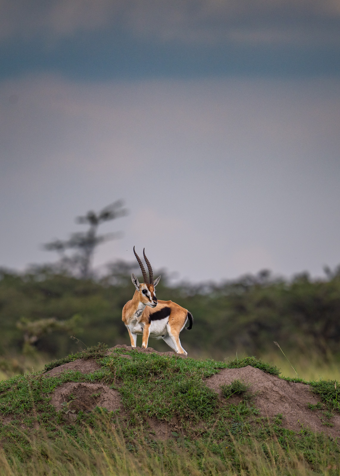 Thomson's Gazelle, Masai Mara, Kenya