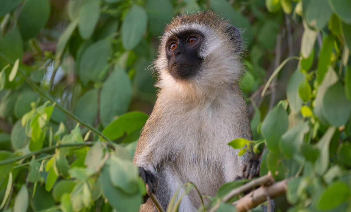 Vervet Monkey, Samburu, Kenya