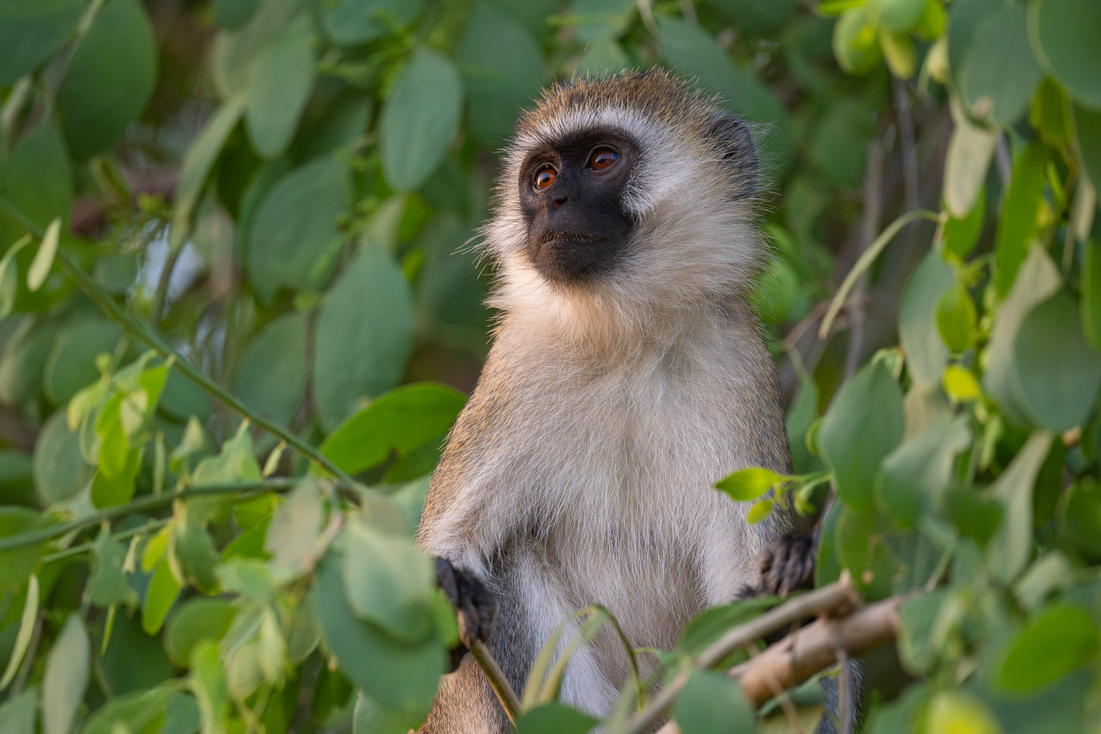Vervet Monkey, Samburu, Kenya