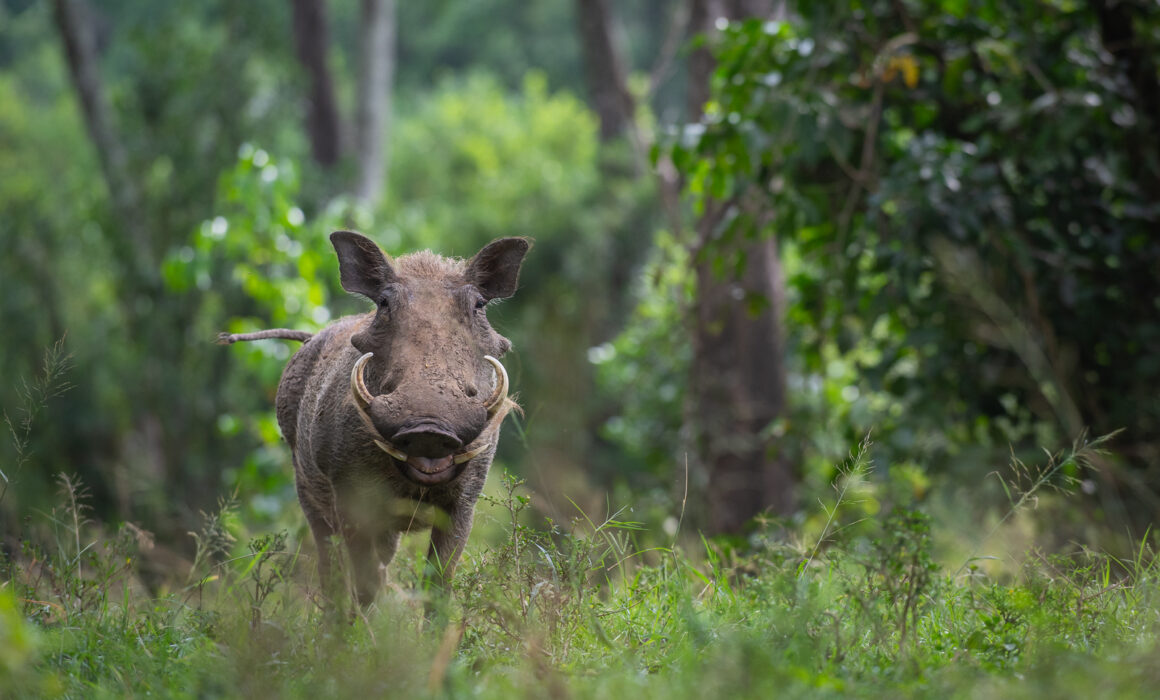 Warthog, Masai Mara, Kenya