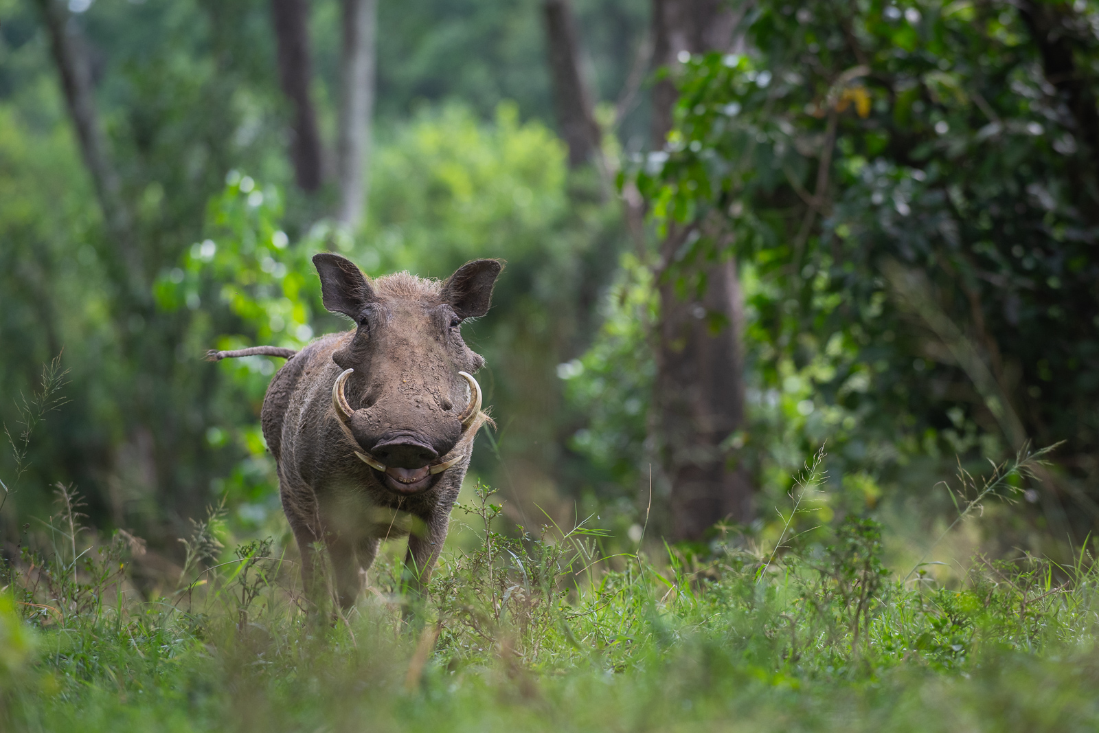 Warthog, Masai Mara, Kenya