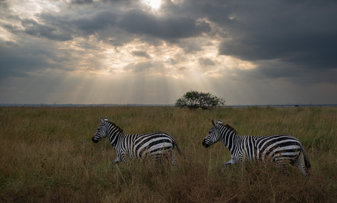 Zebras Under Stormy Sky, Nairobi, Kenya