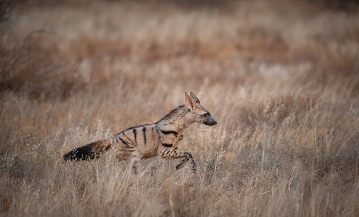 Aardwolf, Samburu, Kenya