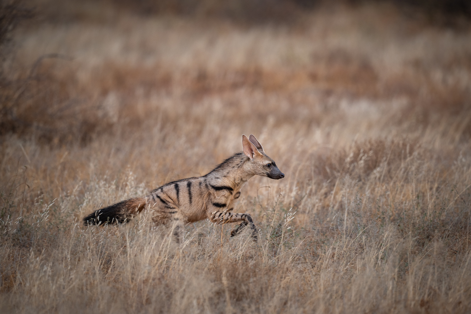 Aardwolf, Samburu, Kenya