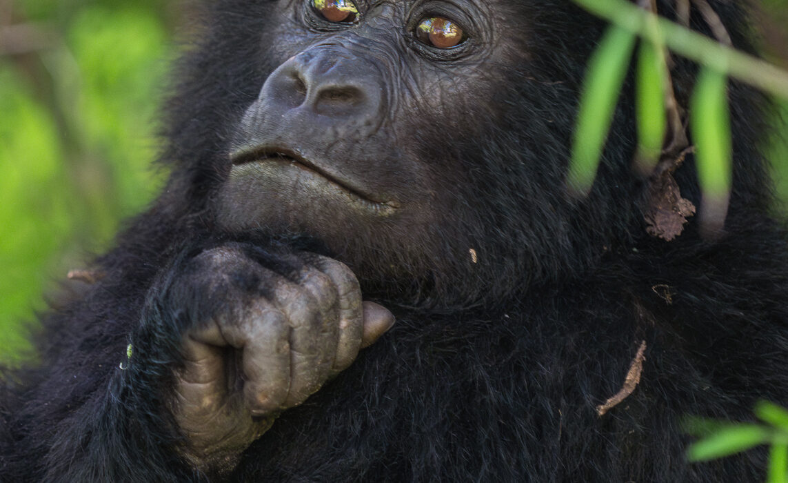 Baby Gorilla, Mgahinga, Uganda