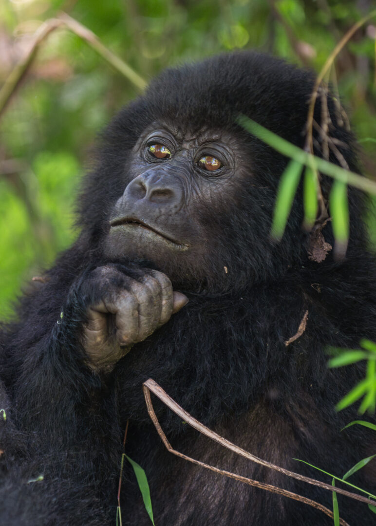Baby Gorilla, Mgahinga, Uganda