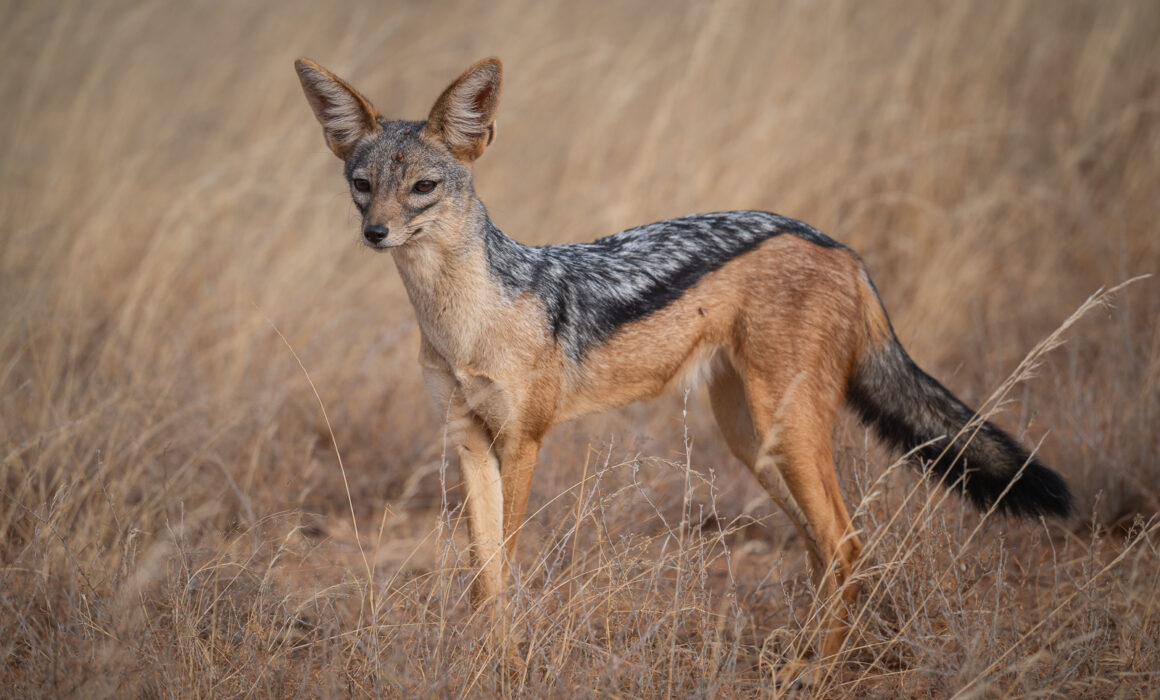 Black-Backed Jackal, Samburu, Kenya