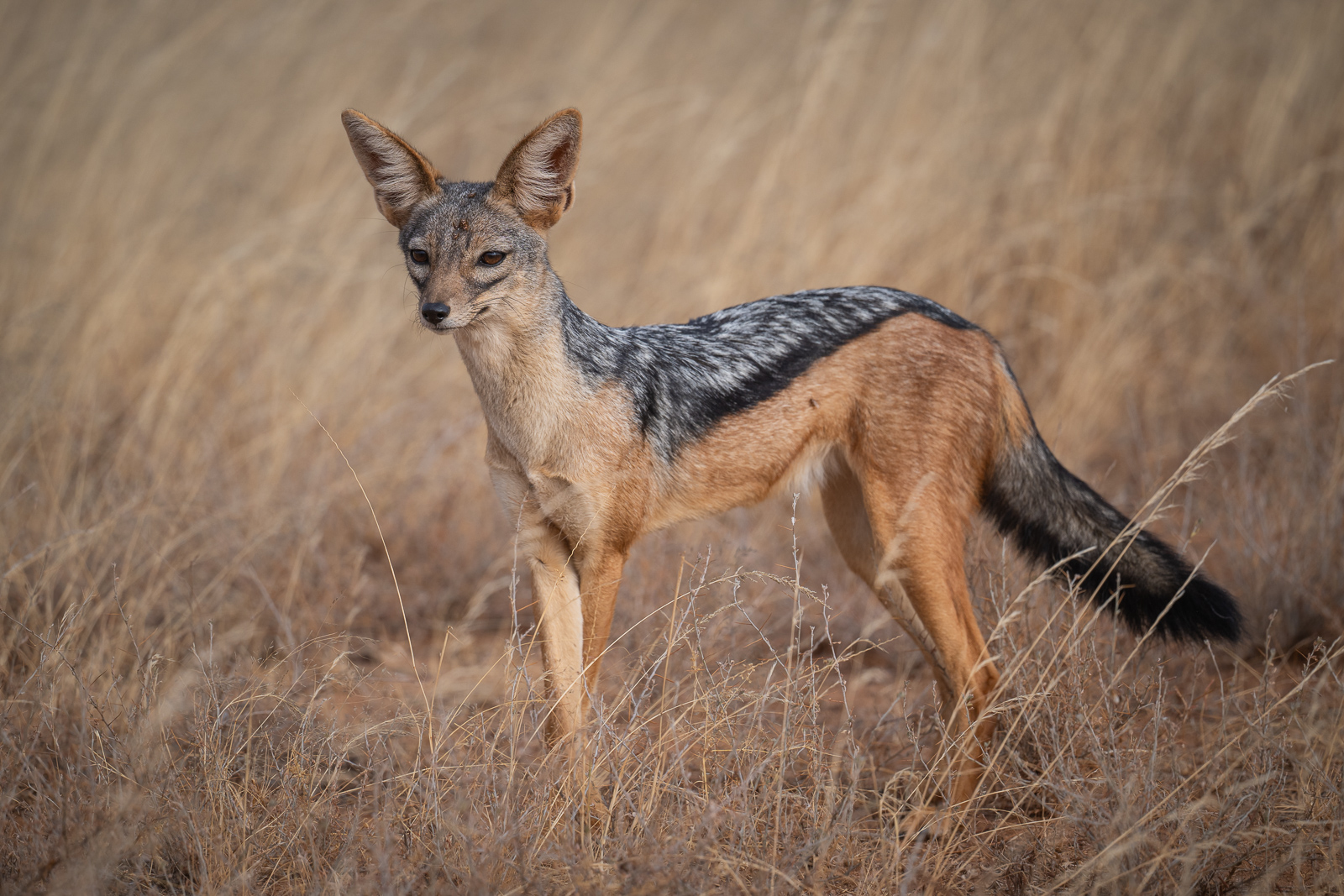 Black-Backed Jackal, Samburu, Kenya