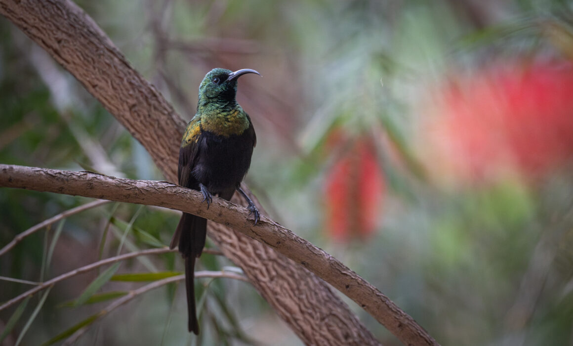 Bronzy Sunbird, Lake Mutanda, Uganda