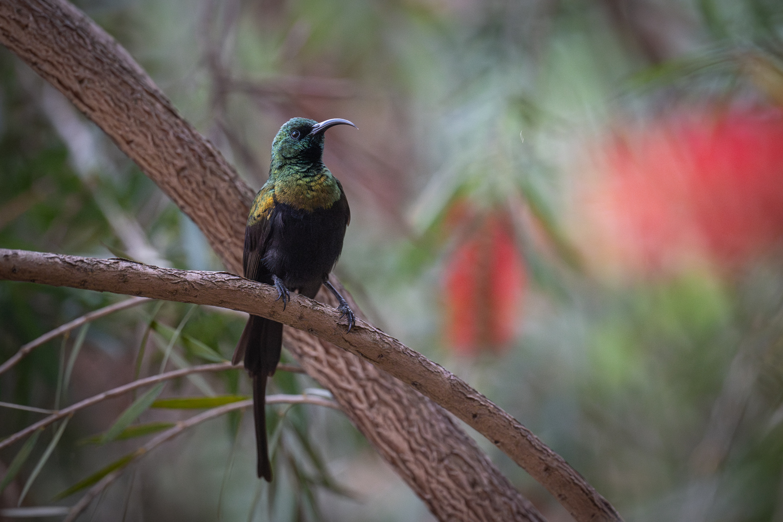 Bronzy Sunbird, Lake Mutanda, Uganda