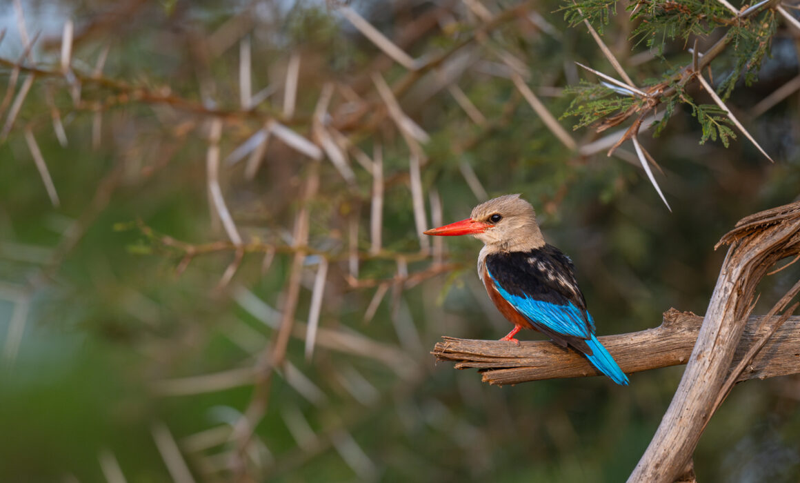 Grey-Headed Kingfisher, Samburu, Kenya