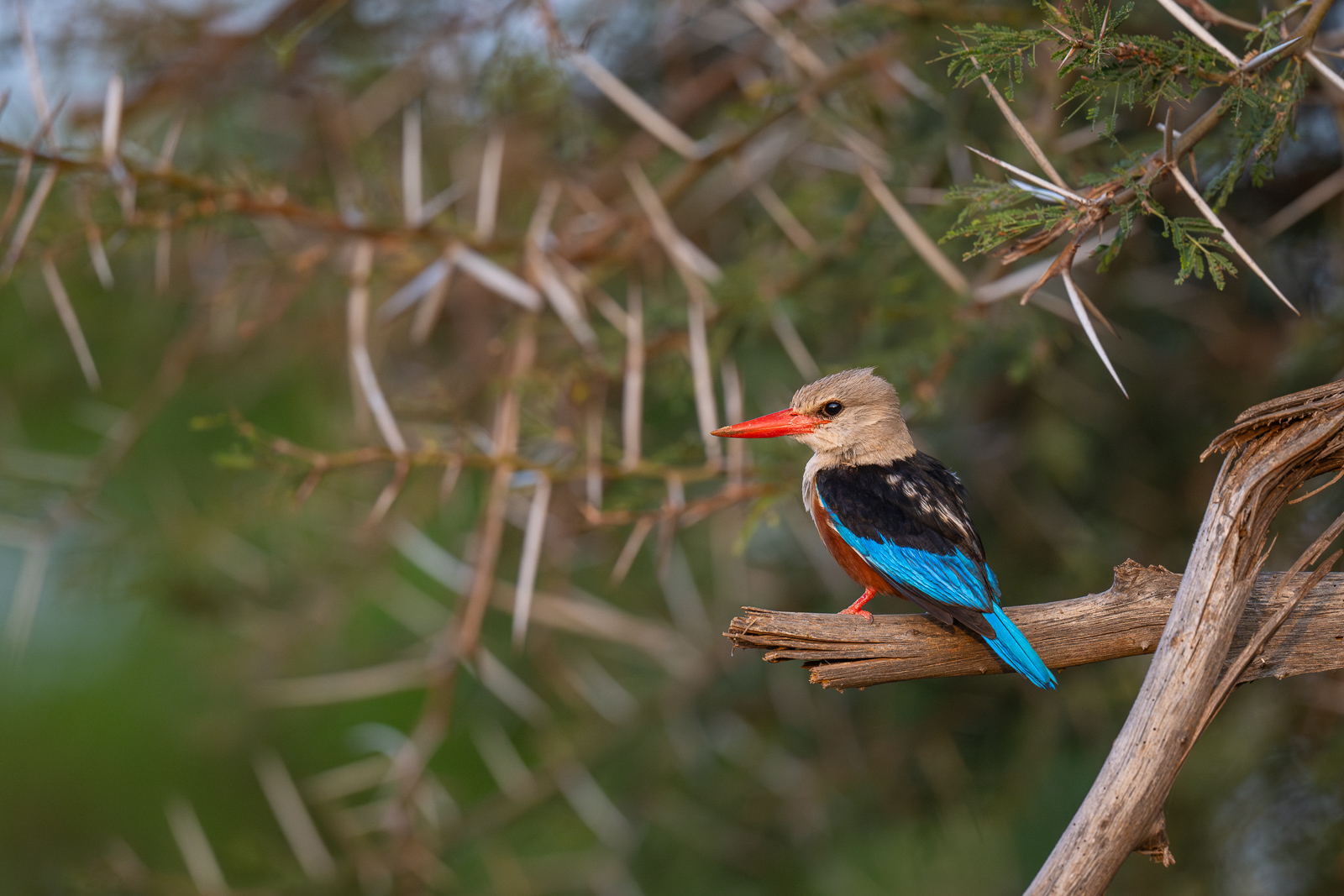 Grey-Headed Kingfisher, Samburu, Kenya