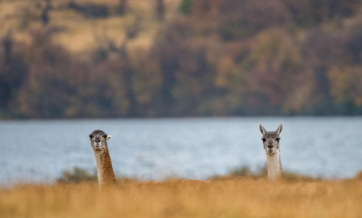 Guanacos, Torres Del Paine National Park, Chile