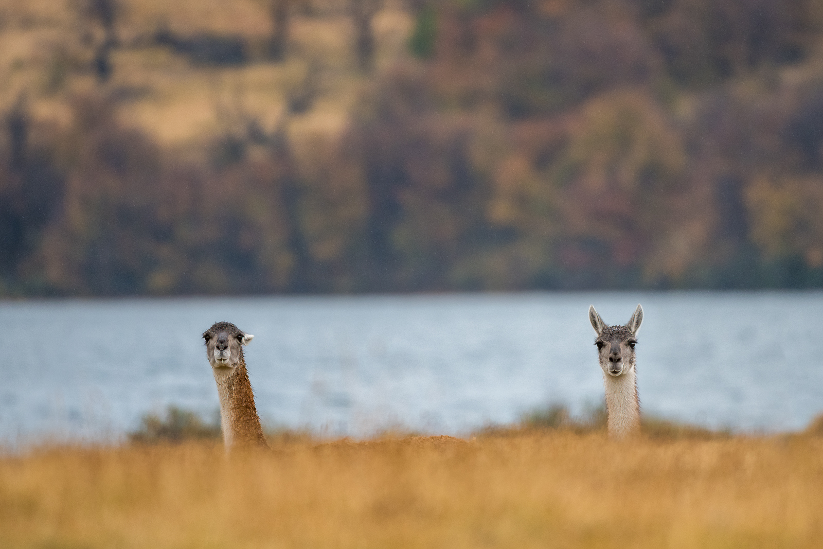 Guanacos, Torres Del Paine National Park, Chile