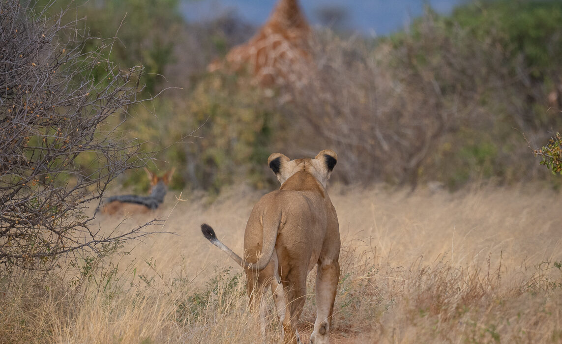 Stalking Lions and Jackal, Samburu, Kenya