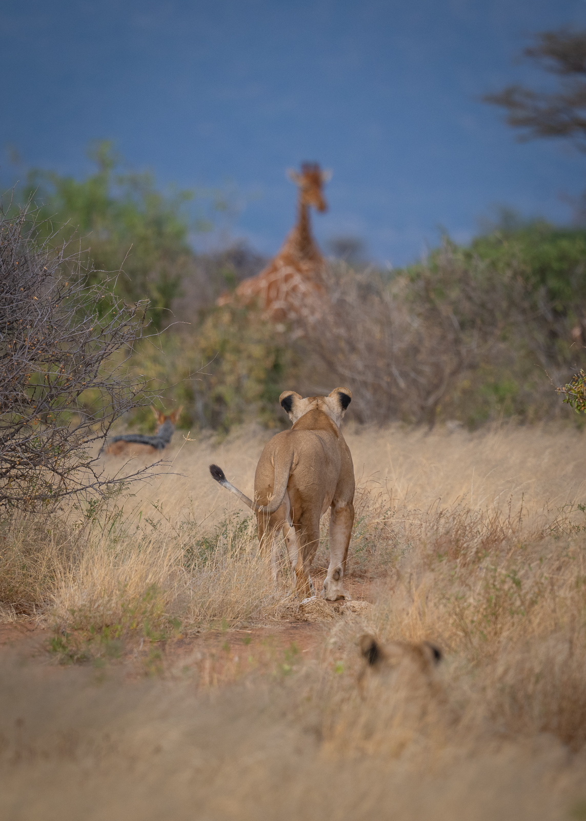 Stalking Lions and Jackal, Samburu, Kenya