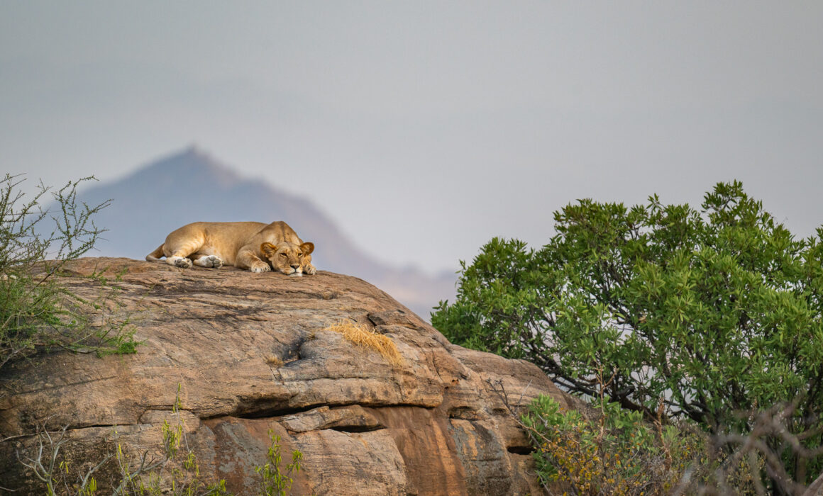 Sleepy Lioness, Samburu, Kenya