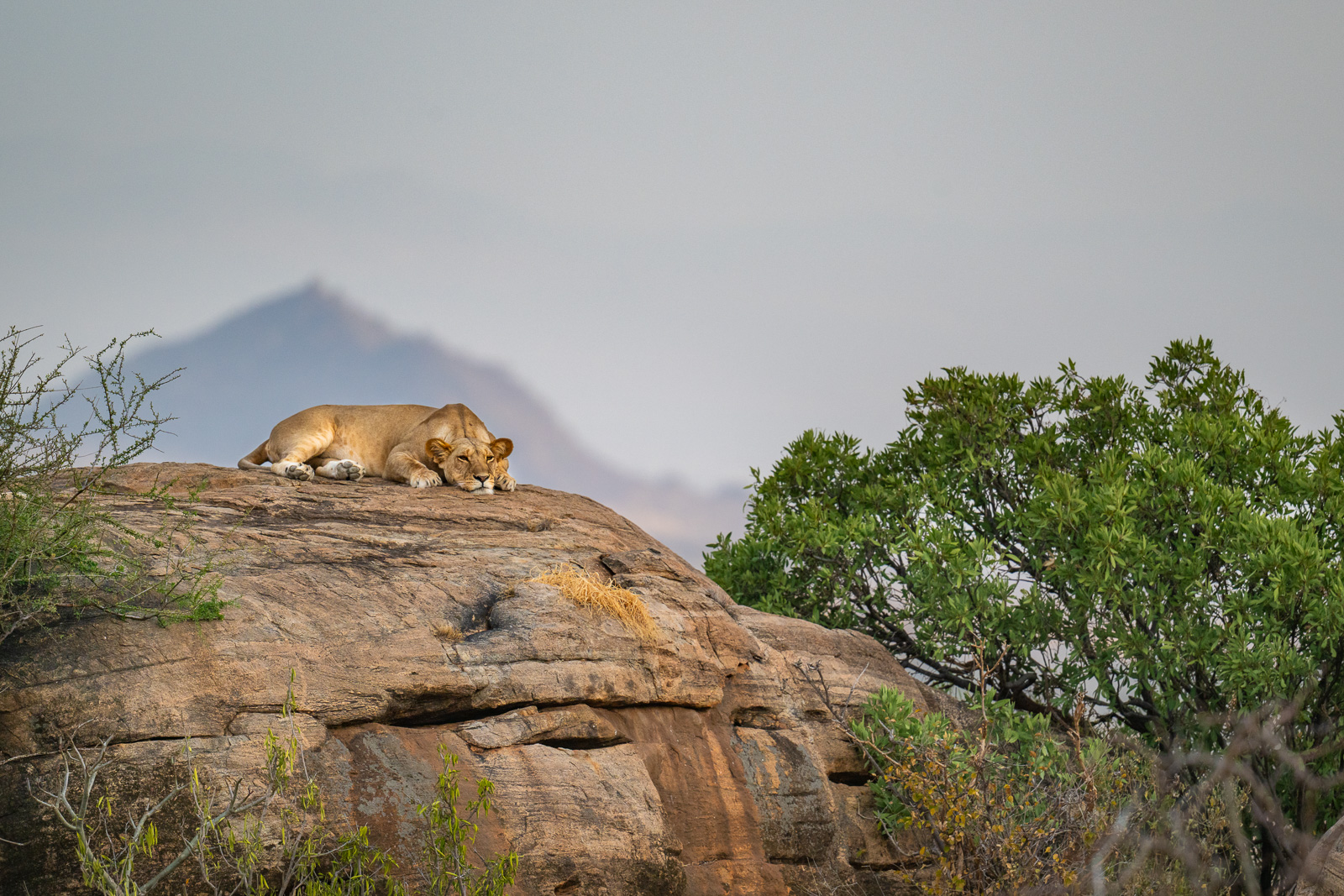 Sleepy Lioness, Samburu, Kenya