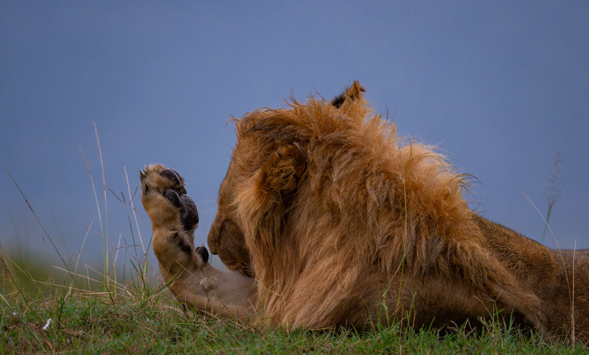 Lion's Paw, Masai Mara, Kenya