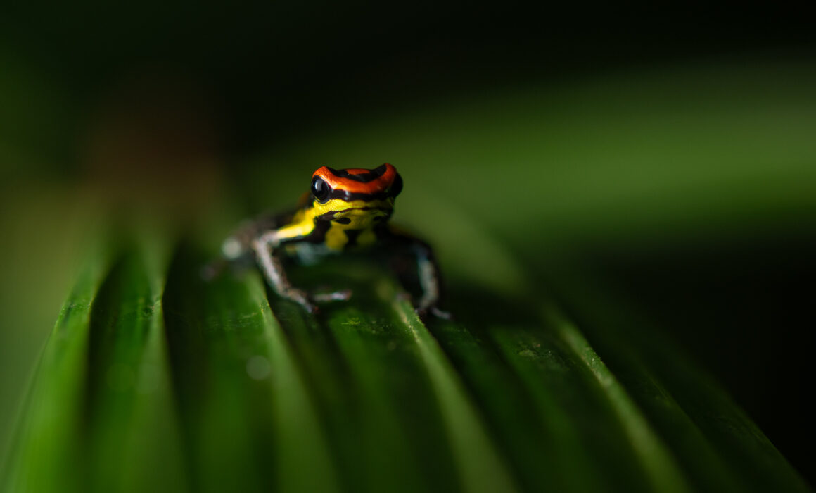 Uakari Poison Frog, Peru
