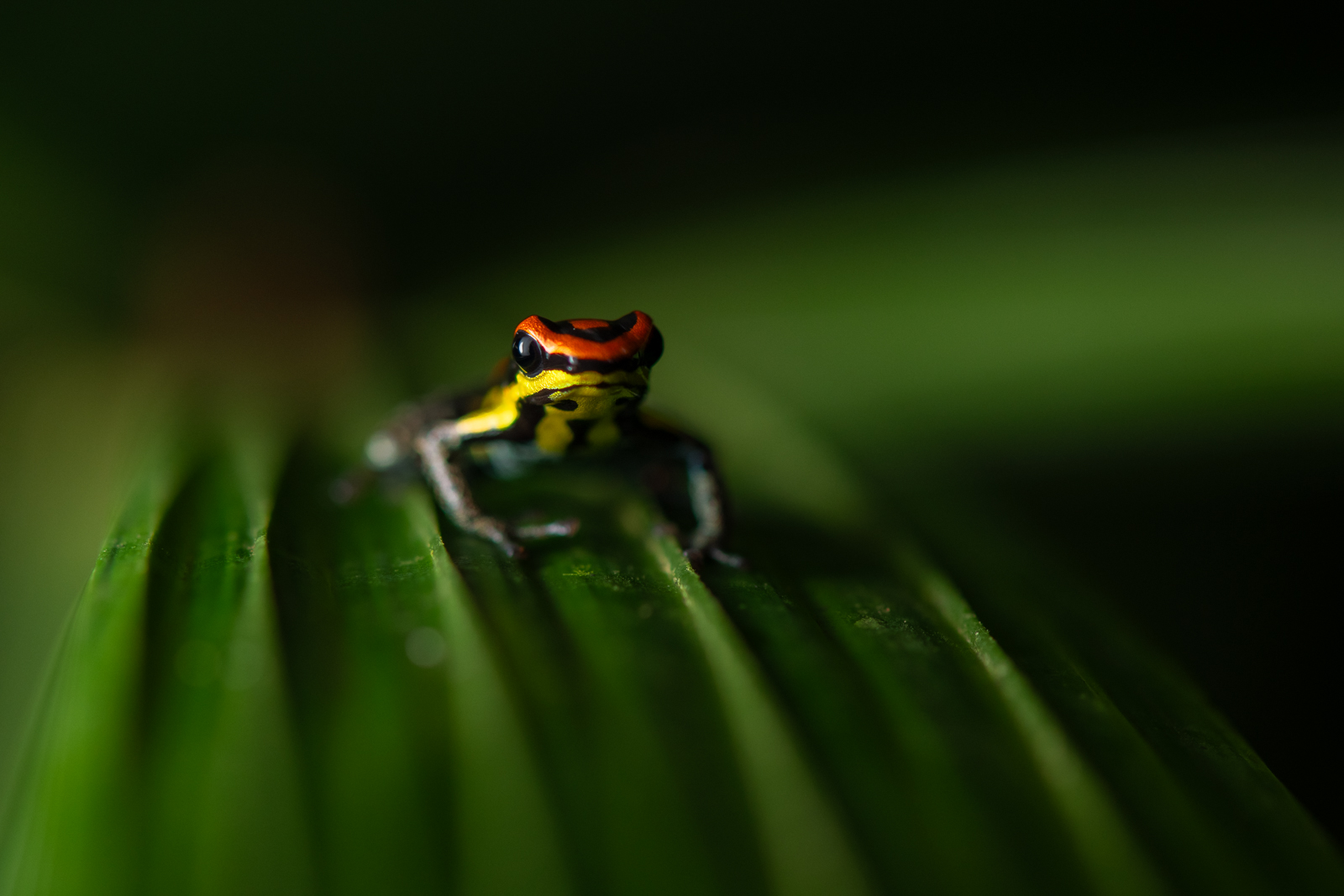 Uakari Poison Frog, Peru