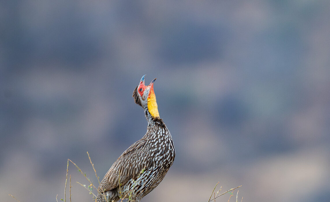 Yellow-Necked Spurfowl, Samburu, Kenya