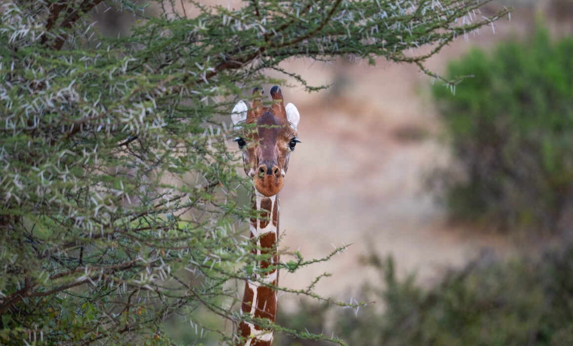 Reticulated Giraffe, Samburu, Kenya