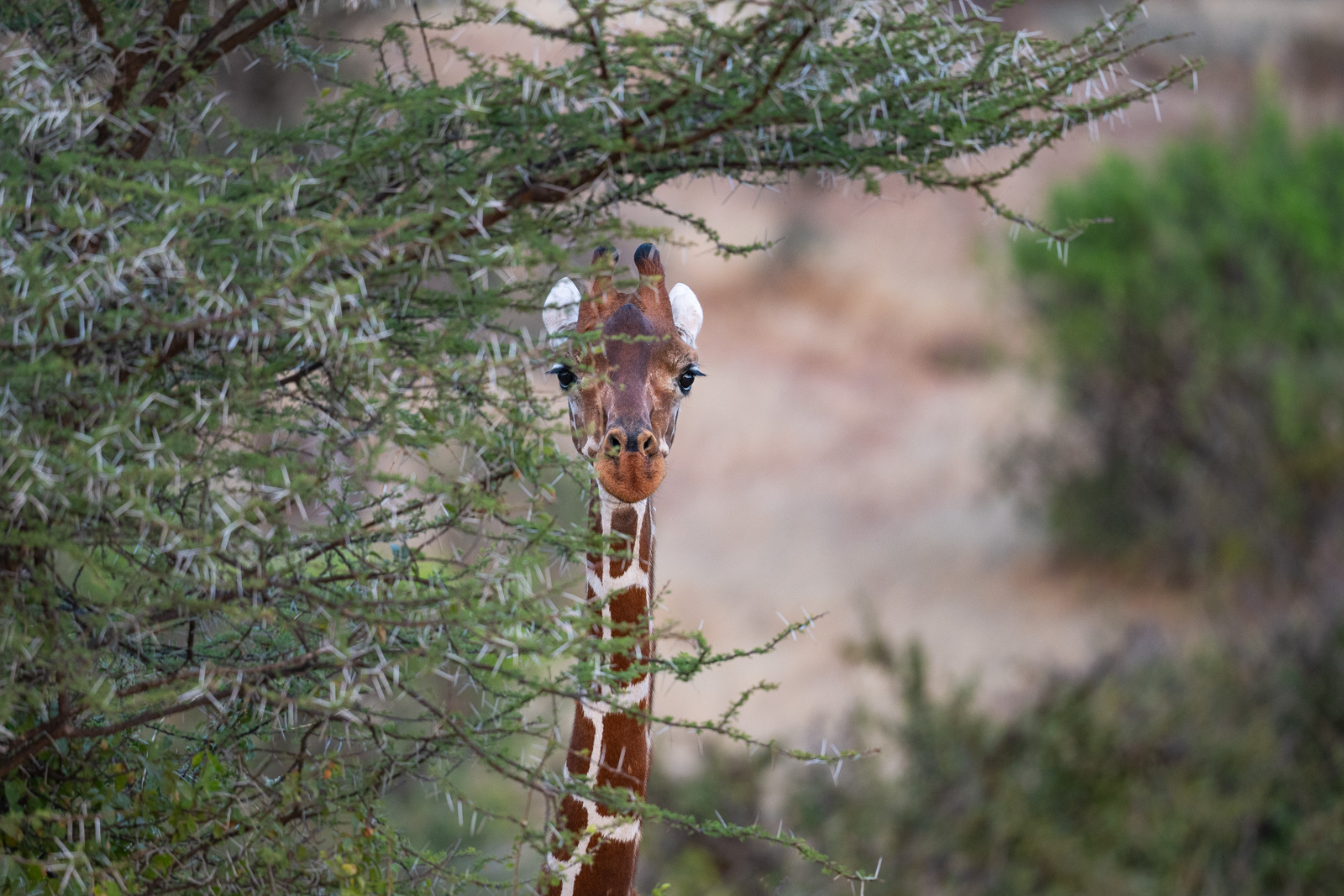 Reticulated Giraffe, Samburu, Kenya