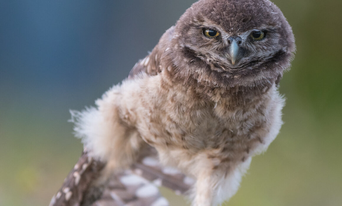 Burrowing Owl, Cape Coral, Florida