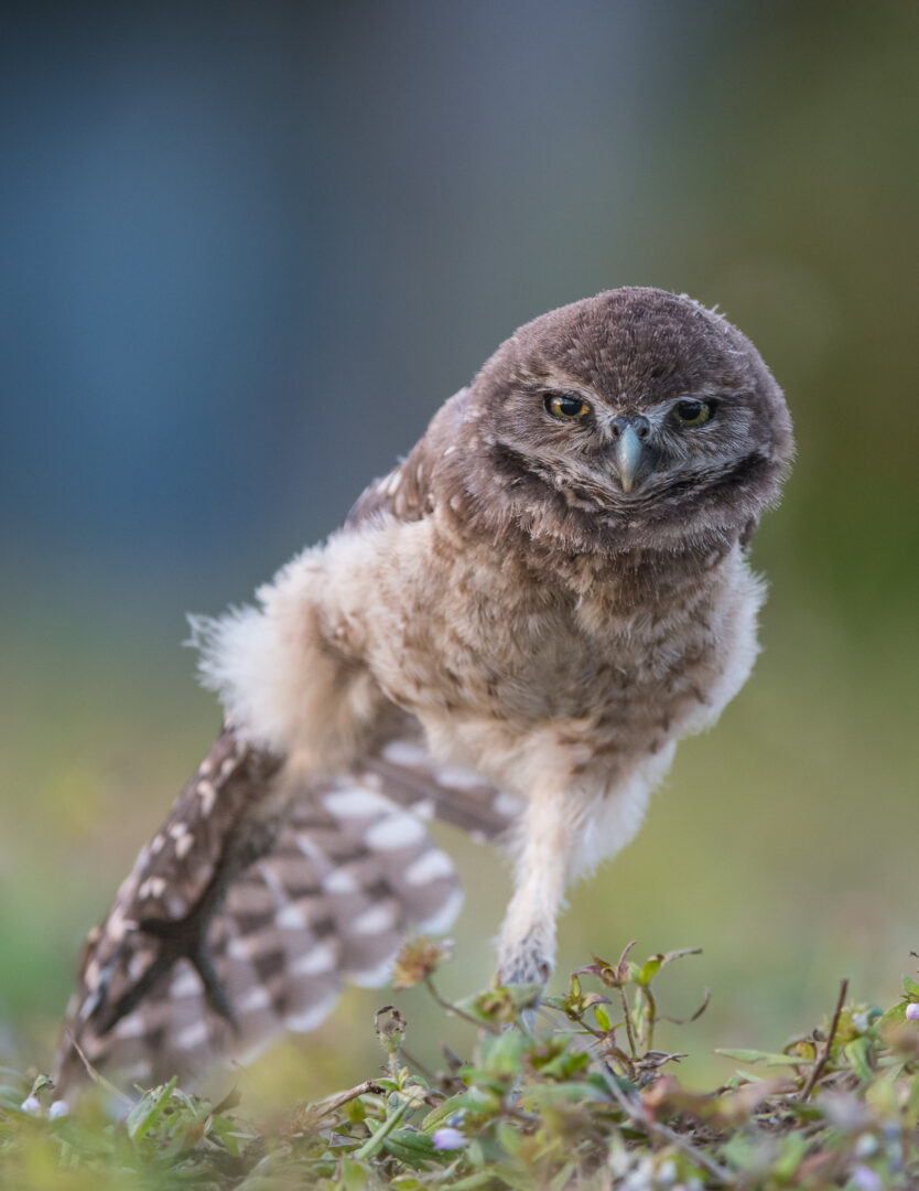 Burrowing Owl, Cape Coral, Florida