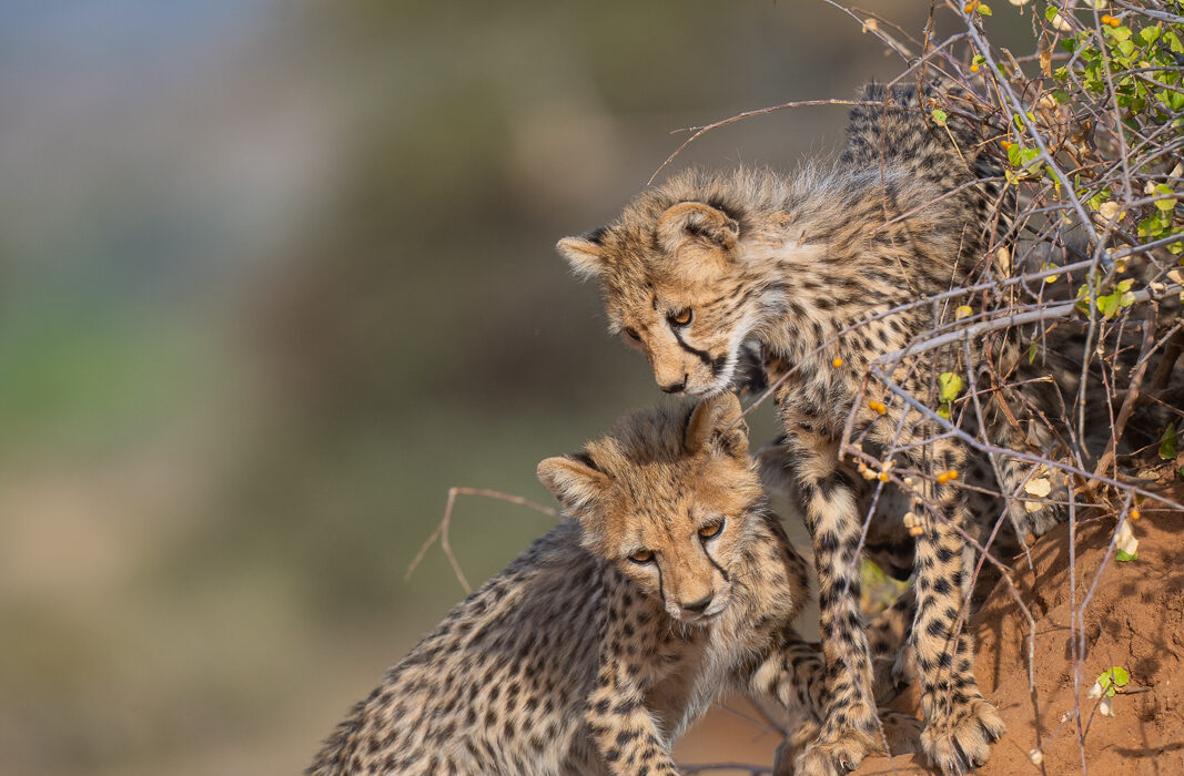 Cheetah Cubs, Samburu, Kenya