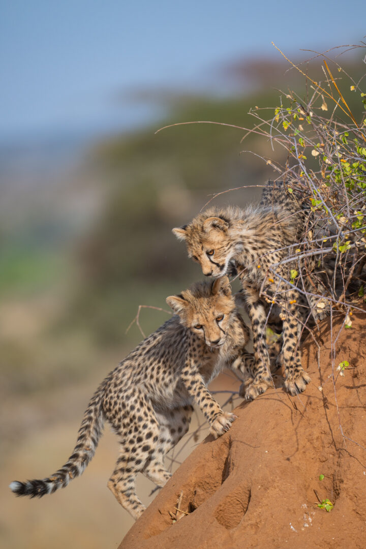 Cheetah Cubs, Samburu, Kenya