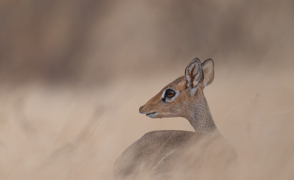 Kirk's Dik Dik, Samburu, Kenya