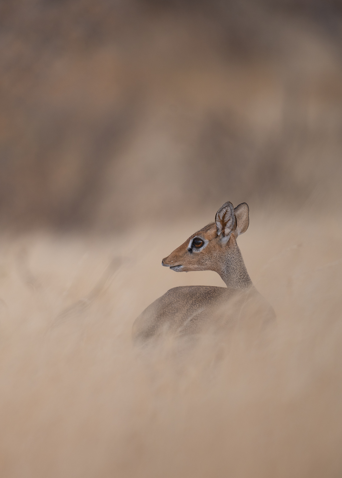 Kirk's Dik Dik, Samburu, Kenya