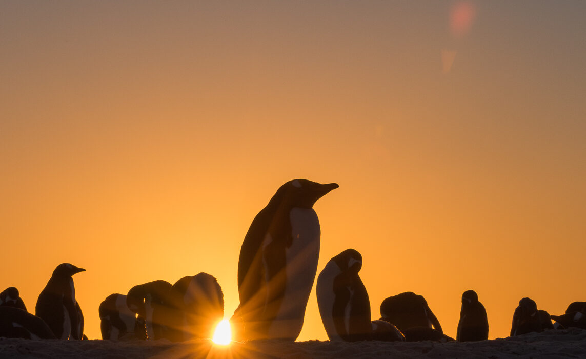 Gentoo Penguins, Sea Lion Island, Falkland Islands