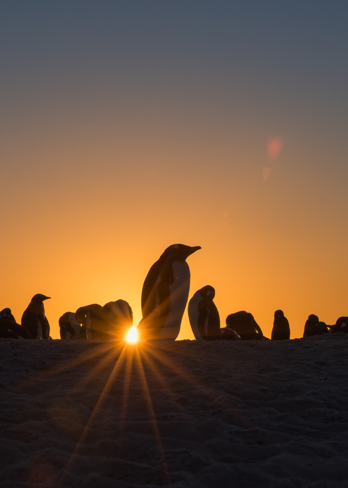 Gentoo Penguins, Sea Lion Island, Falkland Islands
