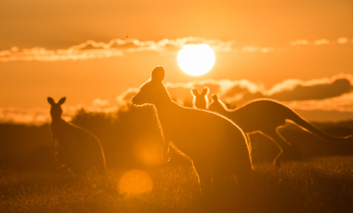 Eastern Grey Kangaroos, Narawantapu National Park, Tasmania, Australia.