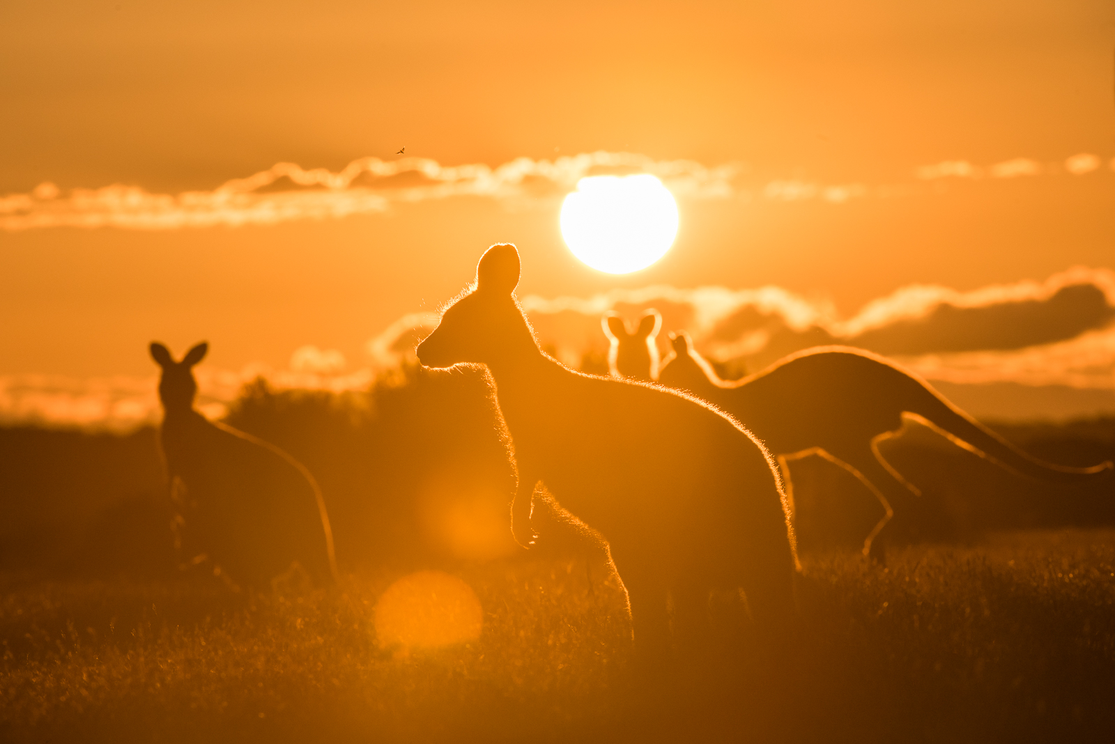 Eastern Grey Kangaroos, Narawantapu National Park, Tasmania, Australia.