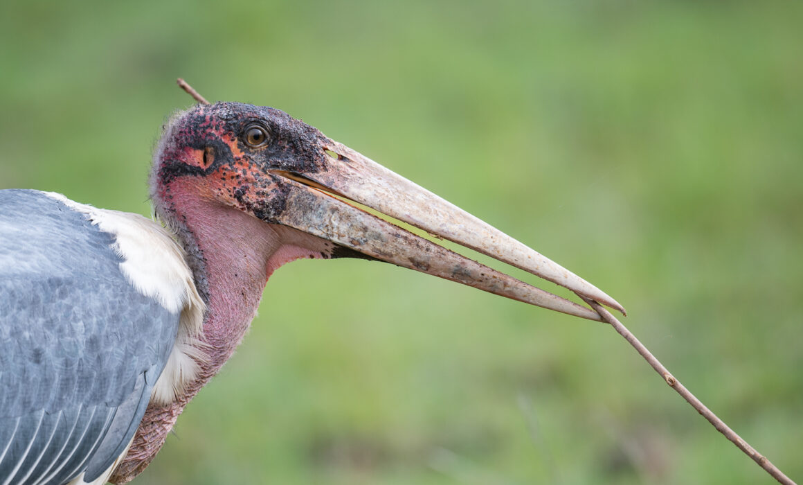 Marabou Stork, Masai Mara, Kenya