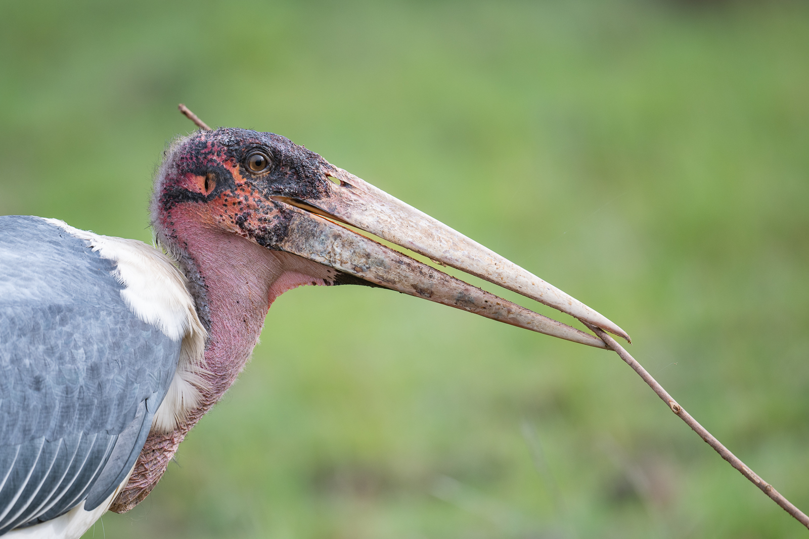 Marabou Stork, Masai Mara, Kenya