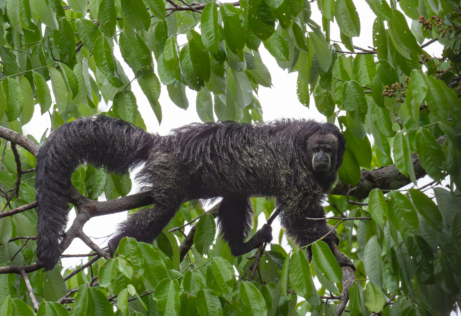 Monk Saki, Loreto, Peru