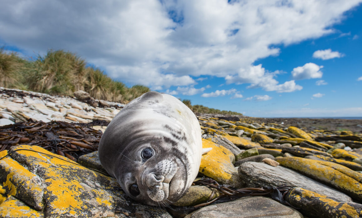 Southern Elephant Seal, Falkland Islands