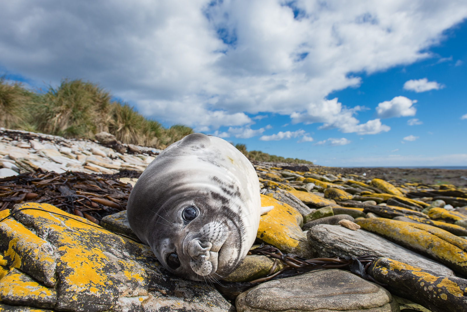 Southern Elephant Seal, Falkland Islands