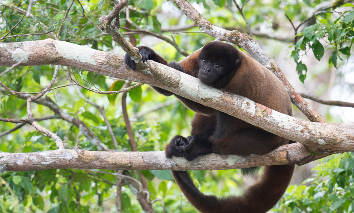 Common Woolly Monkey, Peru